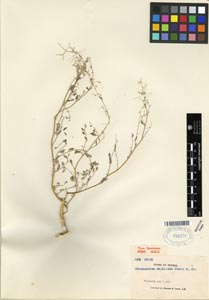 Herbarium Sheet of MO 995077